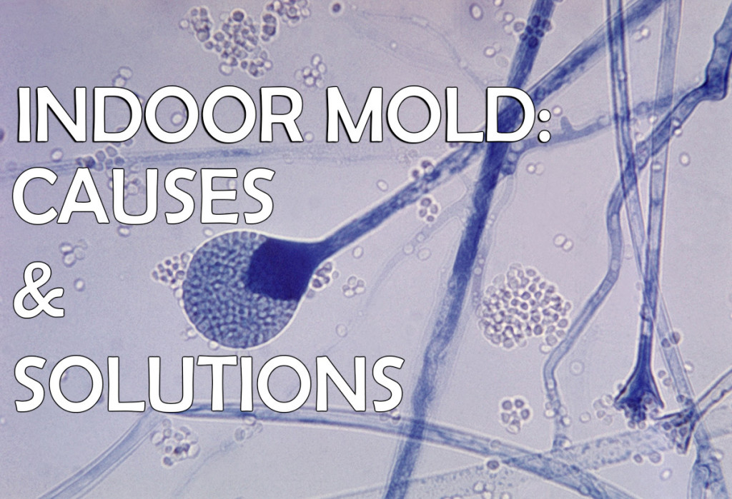 Indoor Mold - Causes & Solutions