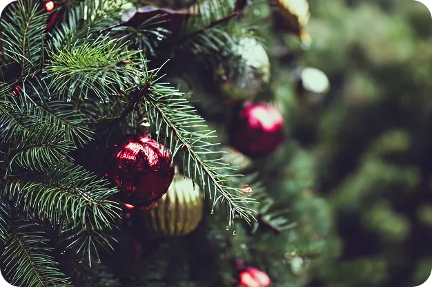 Water Your Tree - Oegema, Nicholson & Associates