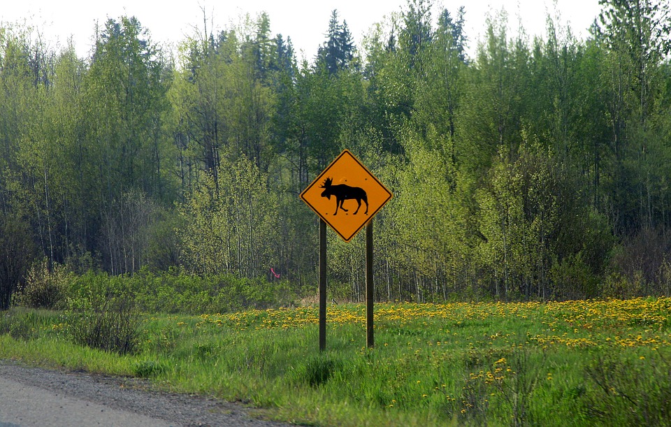 Wildlife Is On The Move Again - Oegema, Nicholson & Associates