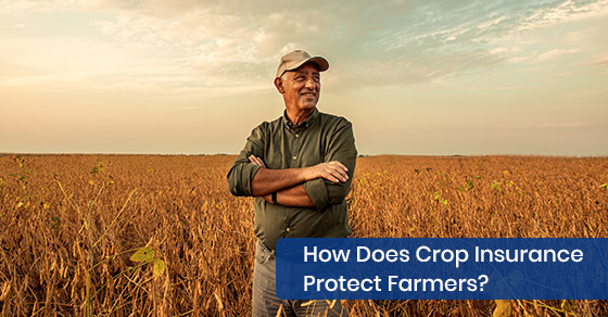 What is crop insurance and how does it protect farmers?
