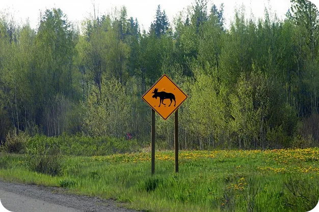Wildlife Is On The Move Again - Oegema, Nicholson & Associates