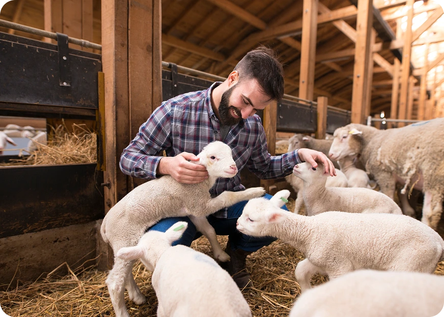 Livestock Insurance - Oegema, Nicholson & Associates