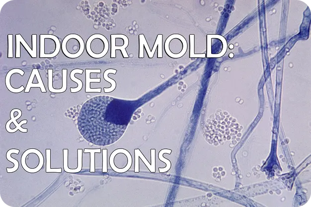Indoor Mold - Oegema, Nicholson & Associates